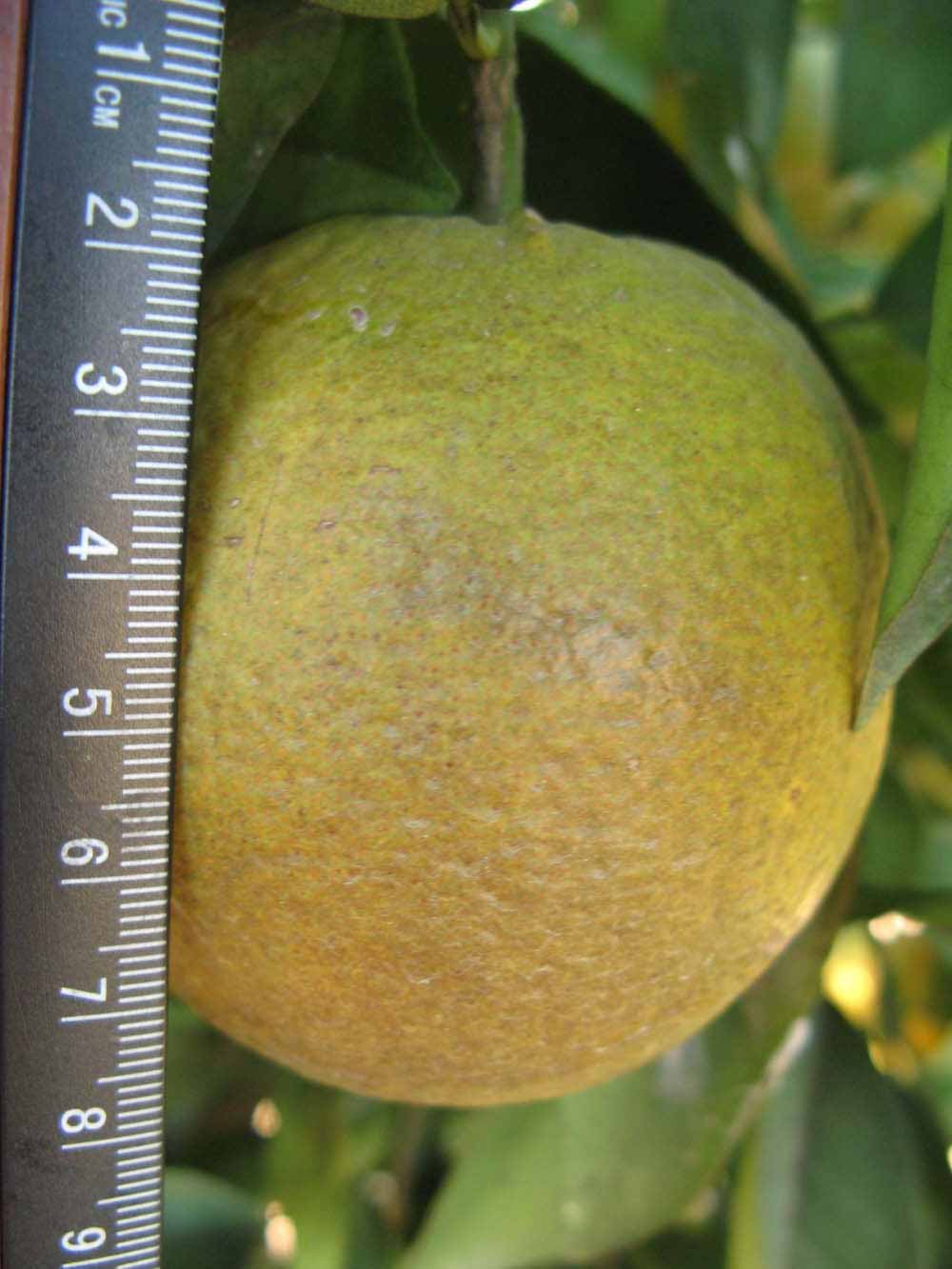              Fruit (Winter Haven, FL)       